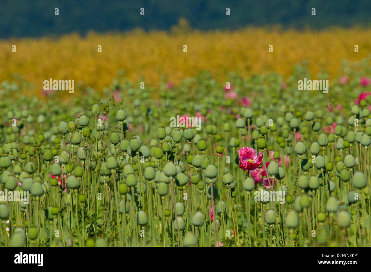 Papavero, Papaver somniferum Foto Stock