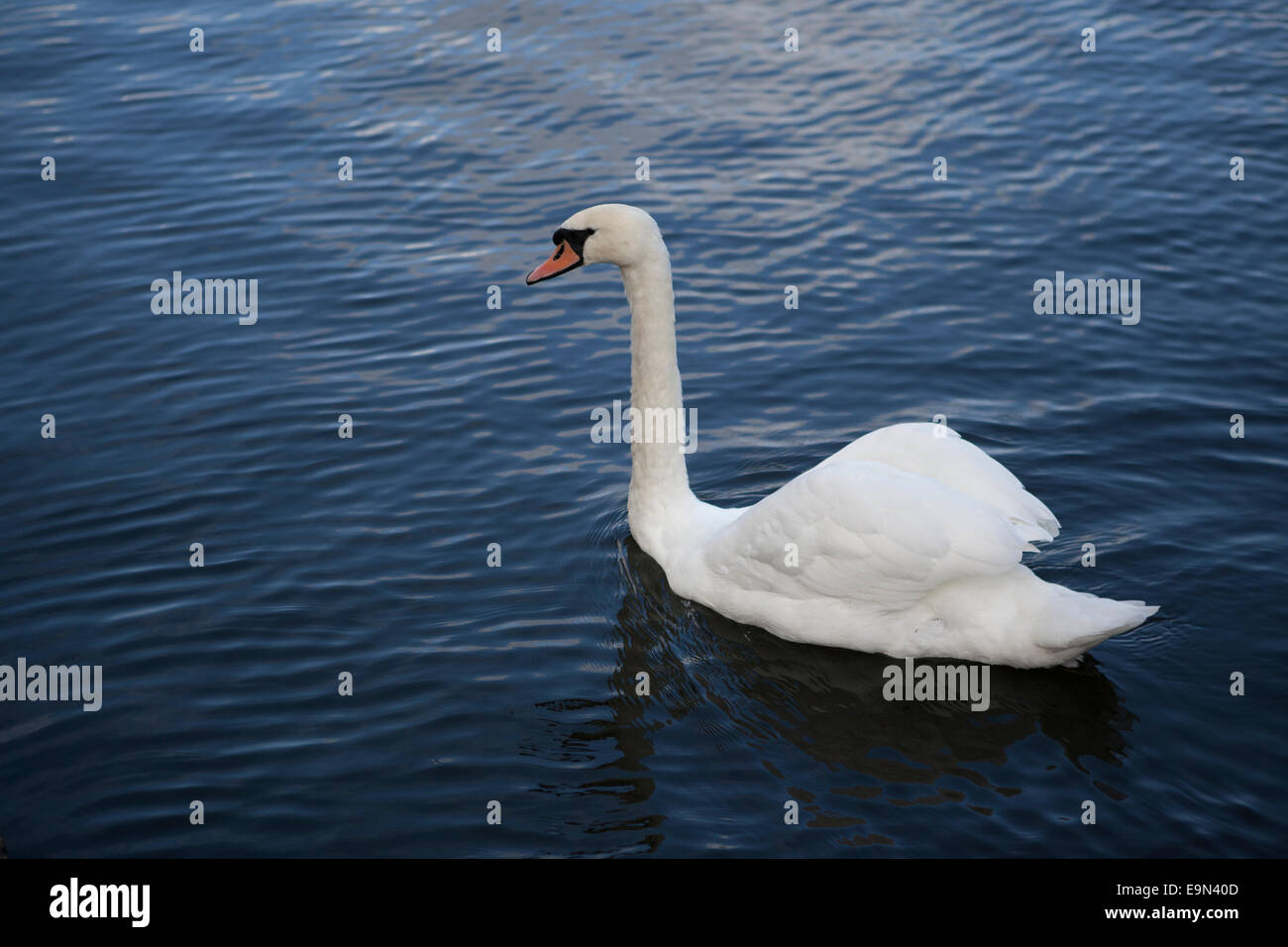 Un white swan paddling attraverso un corpo di acqua. Foto Stock