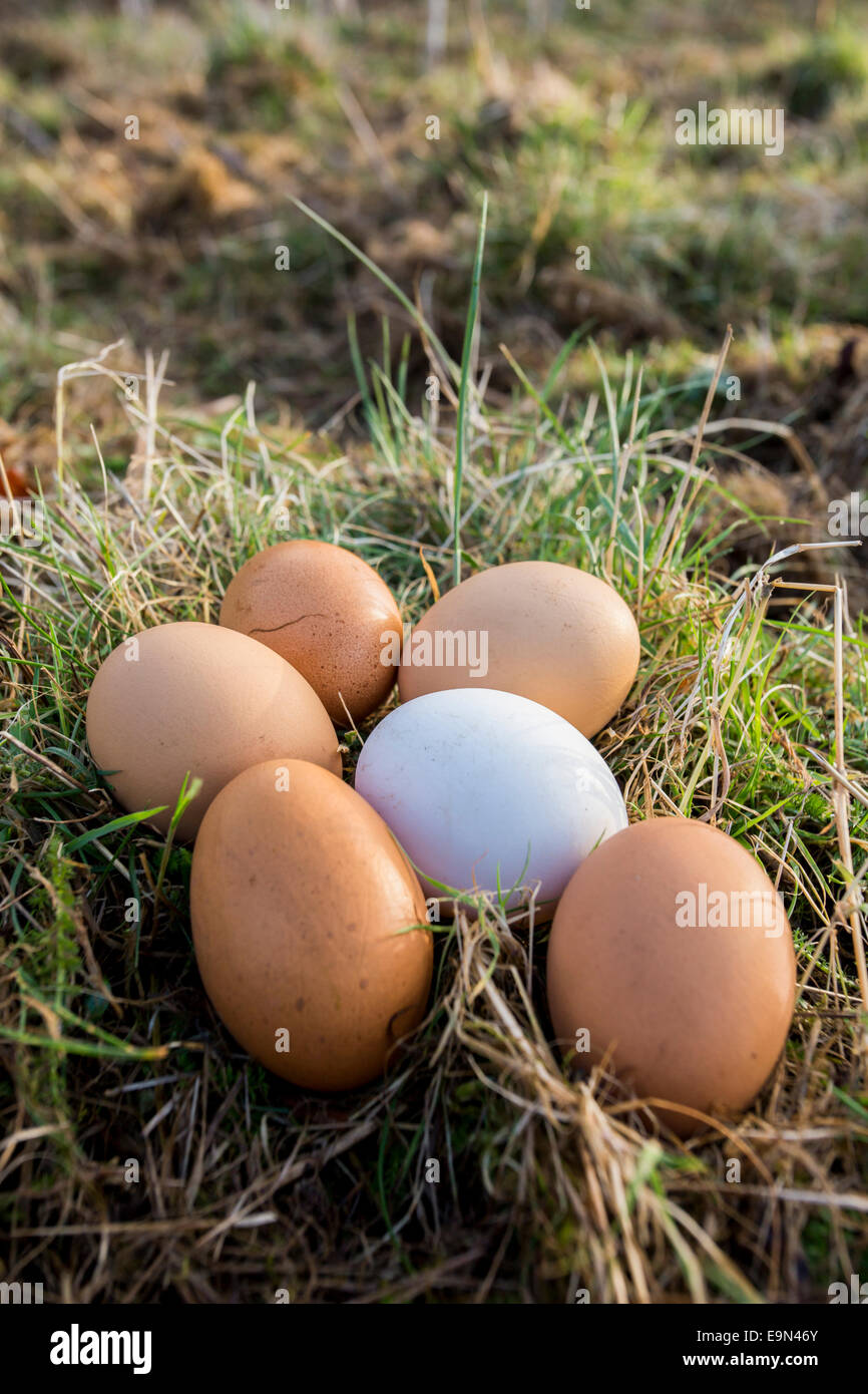 Free range uova nel pollaio. Foto Stock