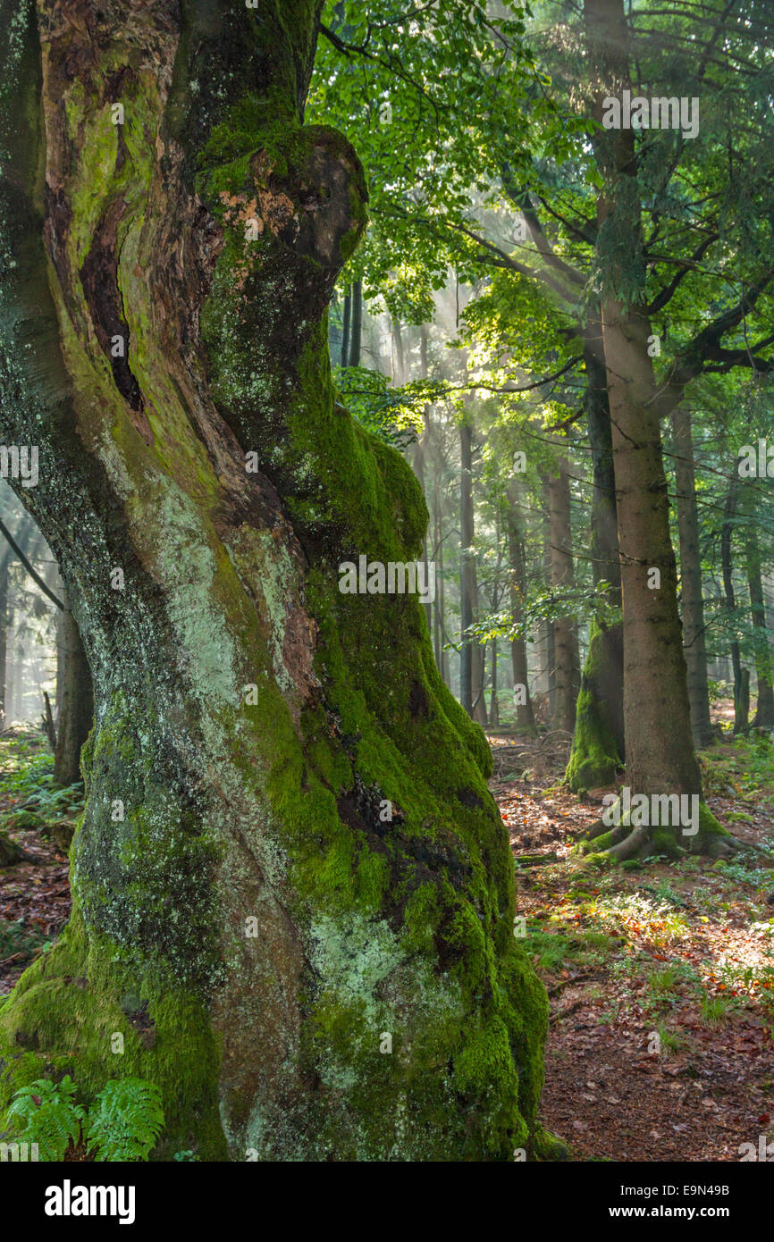 albero antico Foto Stock