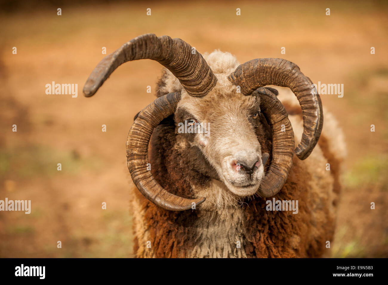 Un Jacob pecora con multi-colore di lana. Foto Stock