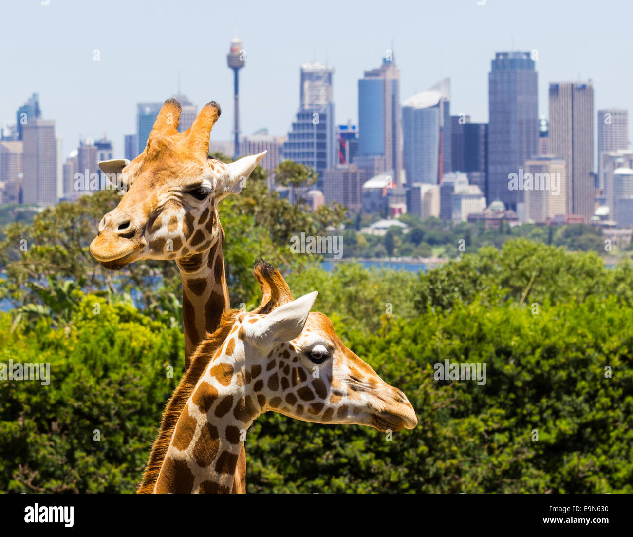 Le giraffe con una vista favolosa di Sydney Foto Stock