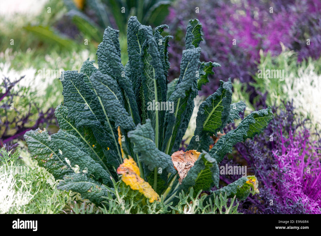 Brassica oleracea ornamentali in foglie di cavolo, fogliame decorativo Foto Stock