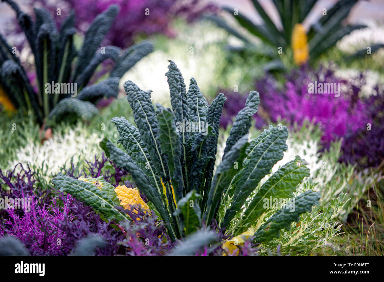 Cavolo ornamentale inverno lascia Brassica oleracea Foto Stock