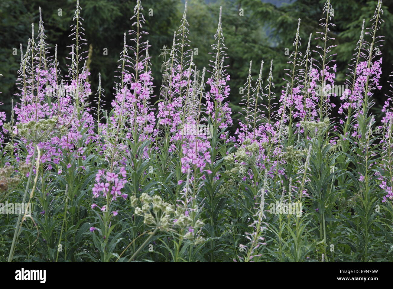 Rosebay willowherb Foto Stock