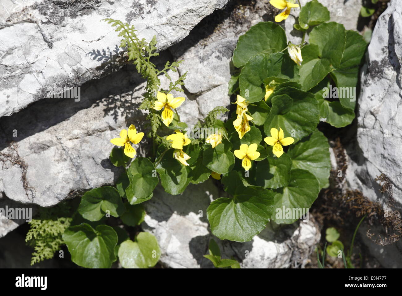 Twoflower viola Foto Stock
