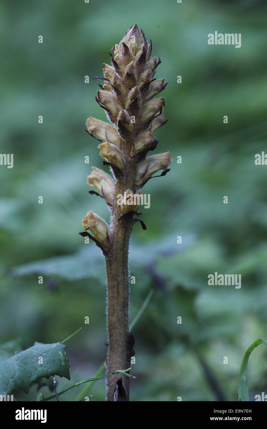 Orobanche Foto Stock