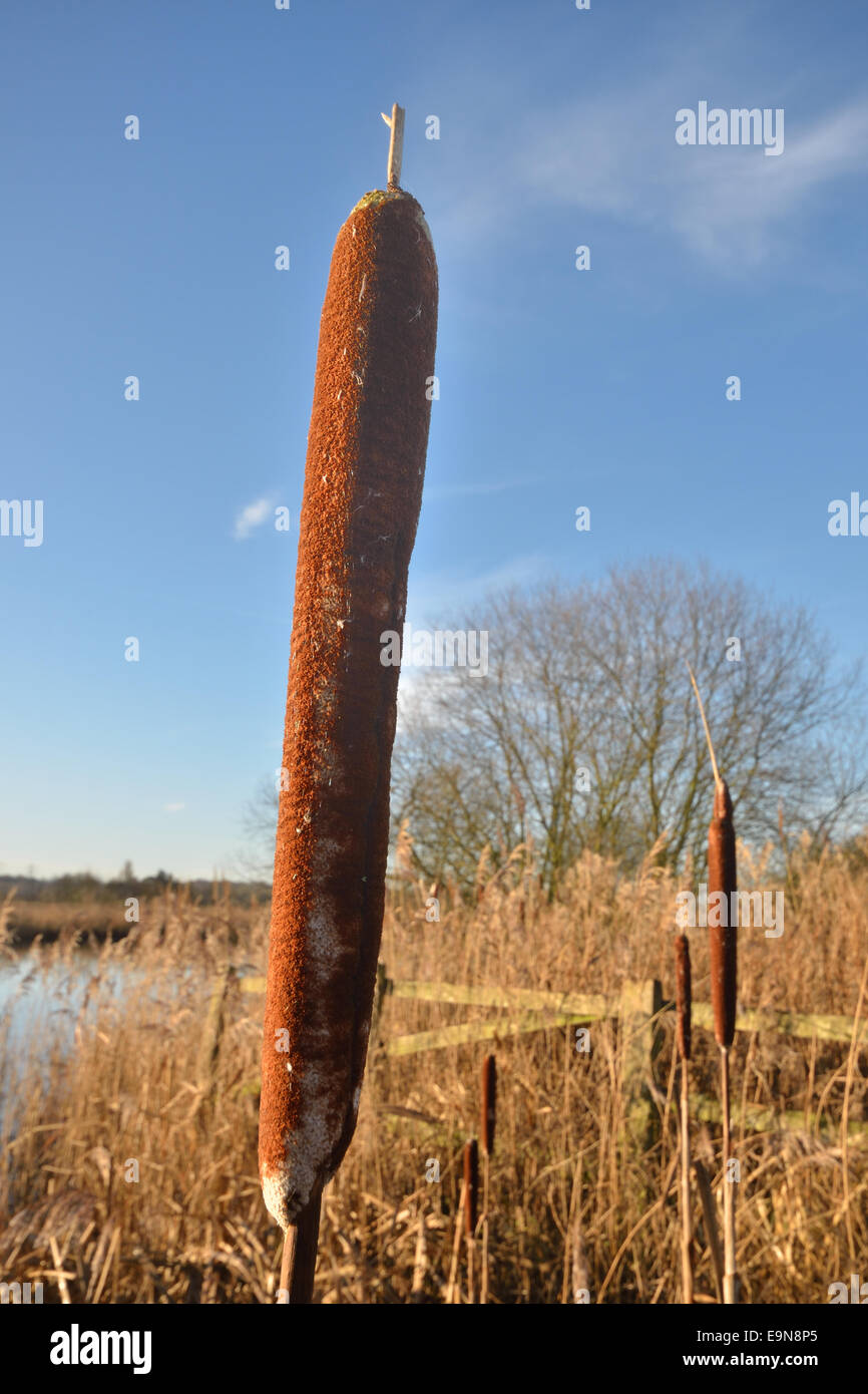 Bull rush in inverno Foto Stock