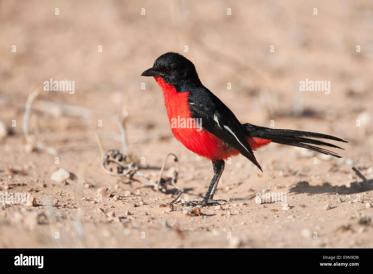 Crimsonbreasted shrike, Laniarius atrococcineus, Kgalagadi Parco transfrontaliero, Northern Cape, Sud Africa Foto Stock