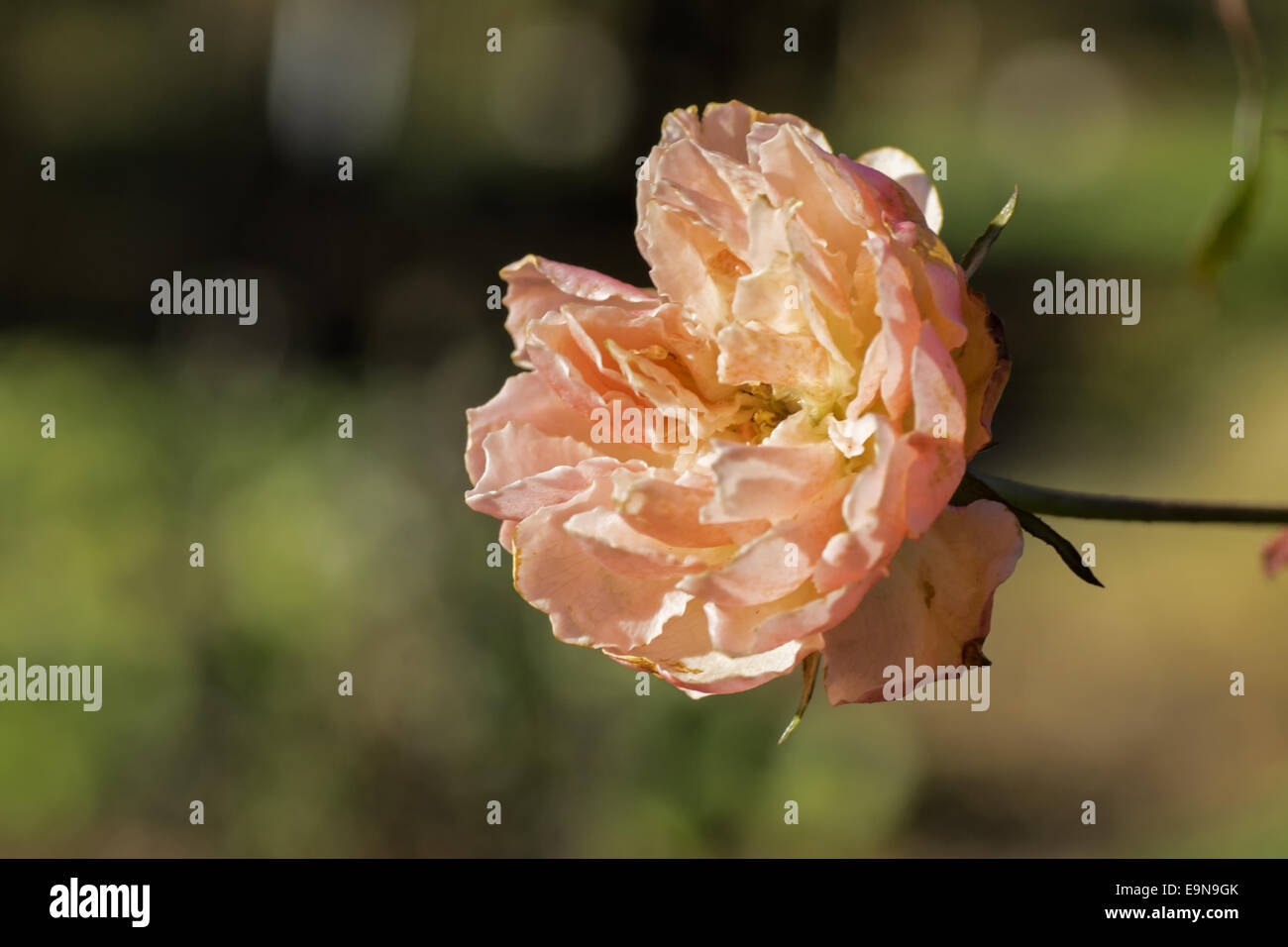 Blooming gardenrose nel gennaio - caducità Foto Stock