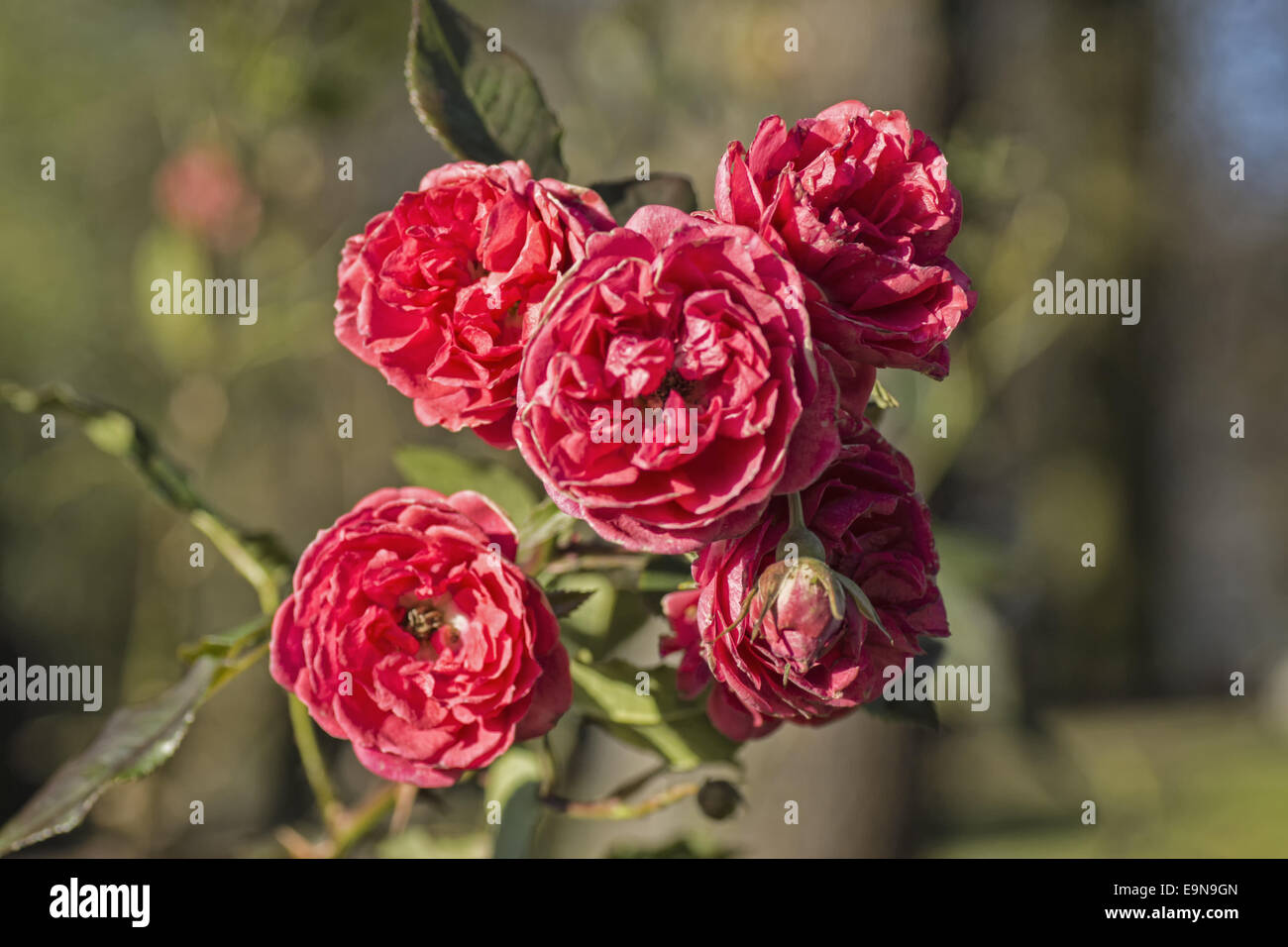 Red gardenrose nel gennaio - caducità Foto Stock