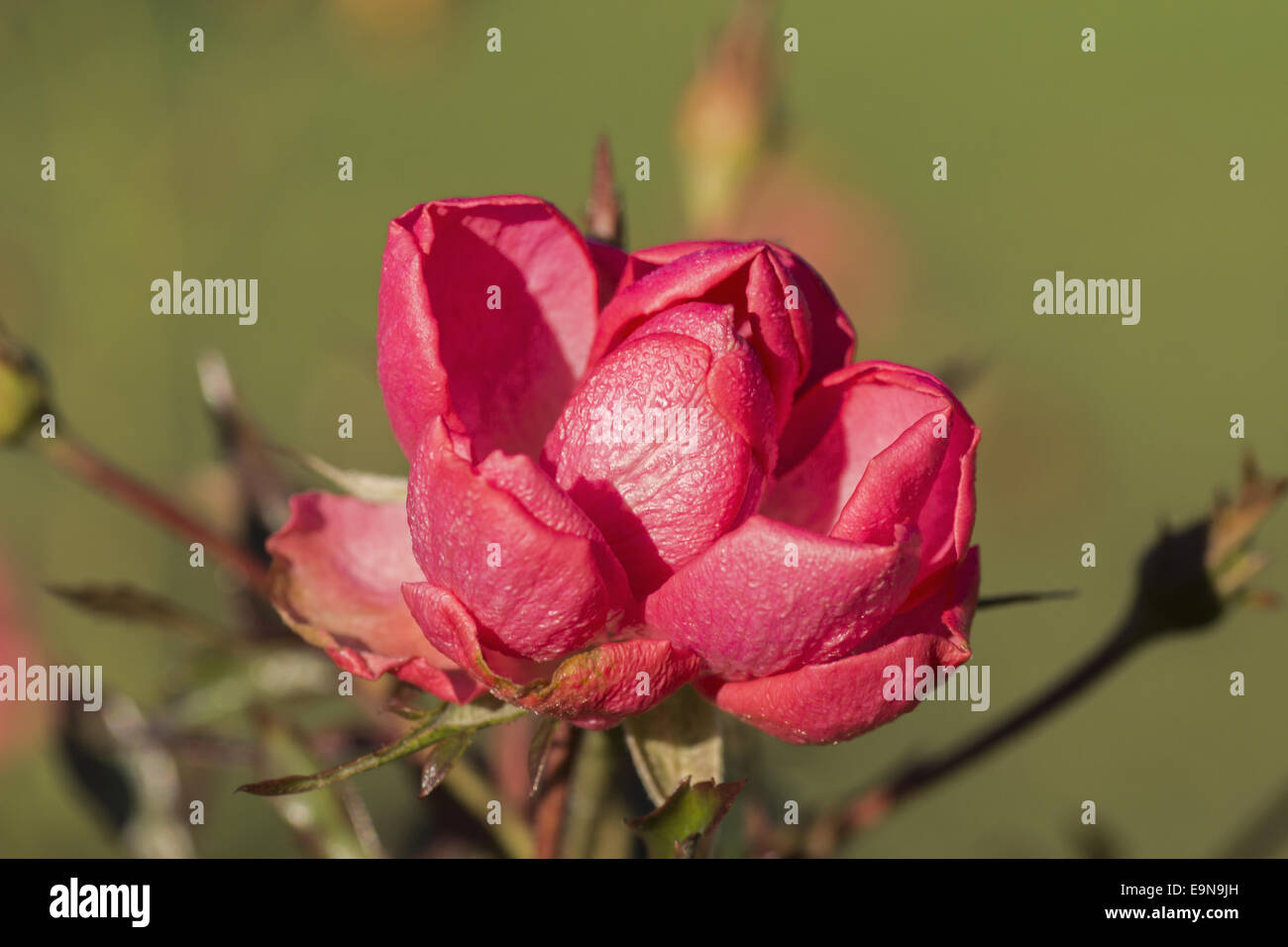 Red gardenrose nel gennaio - caducità Foto Stock