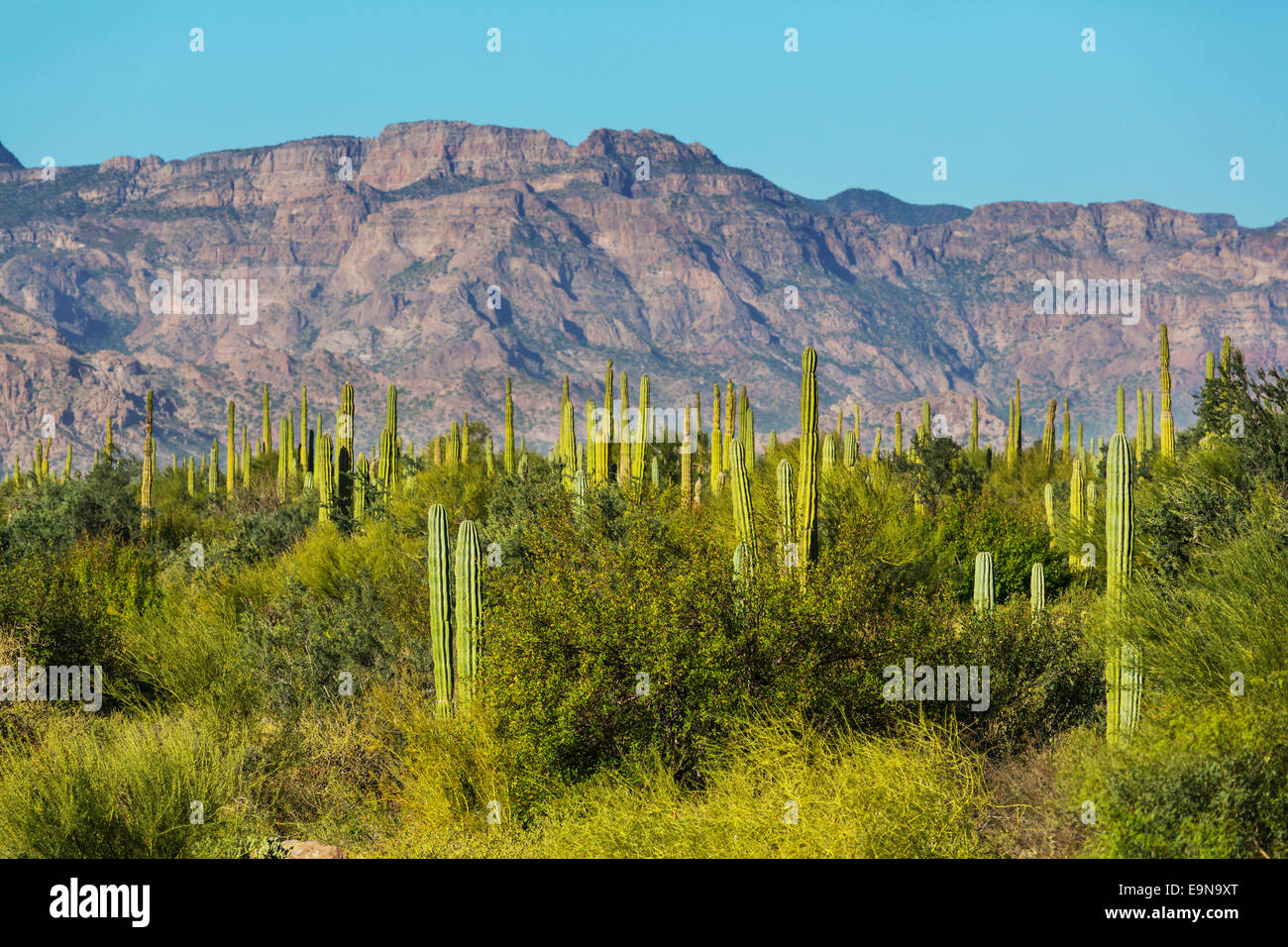 Cactus in Messico Foto Stock