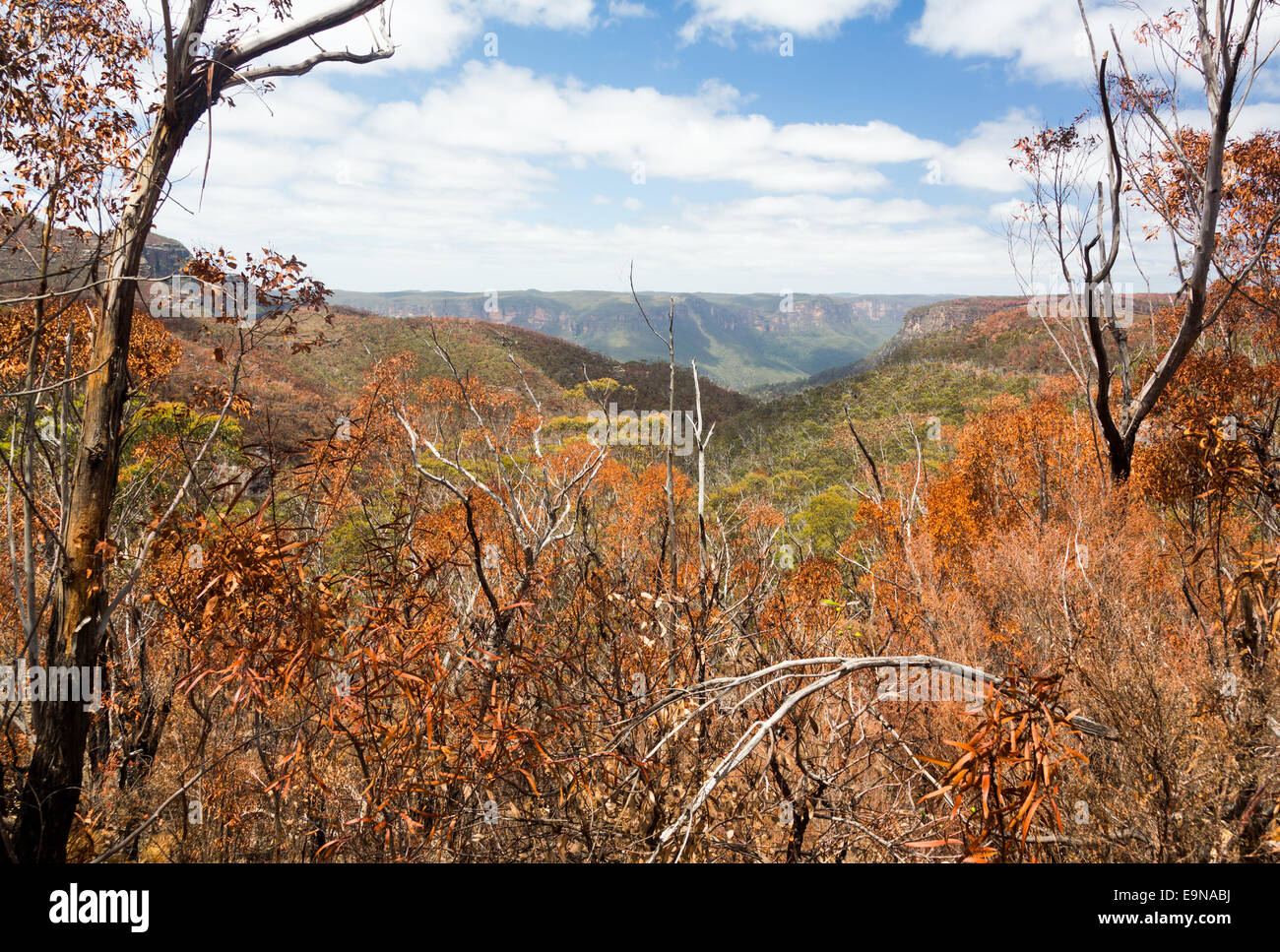 Alberi carbonizzati in montagne blu in Australia Foto Stock