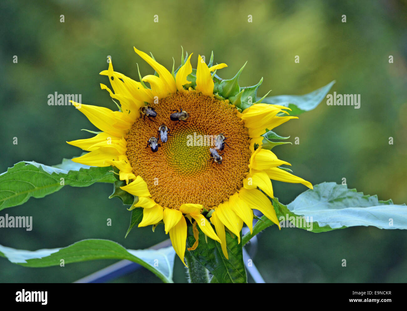 Girasole di grandi dimensioni con le api raccogliere il polline per fare il miele Foto Stock