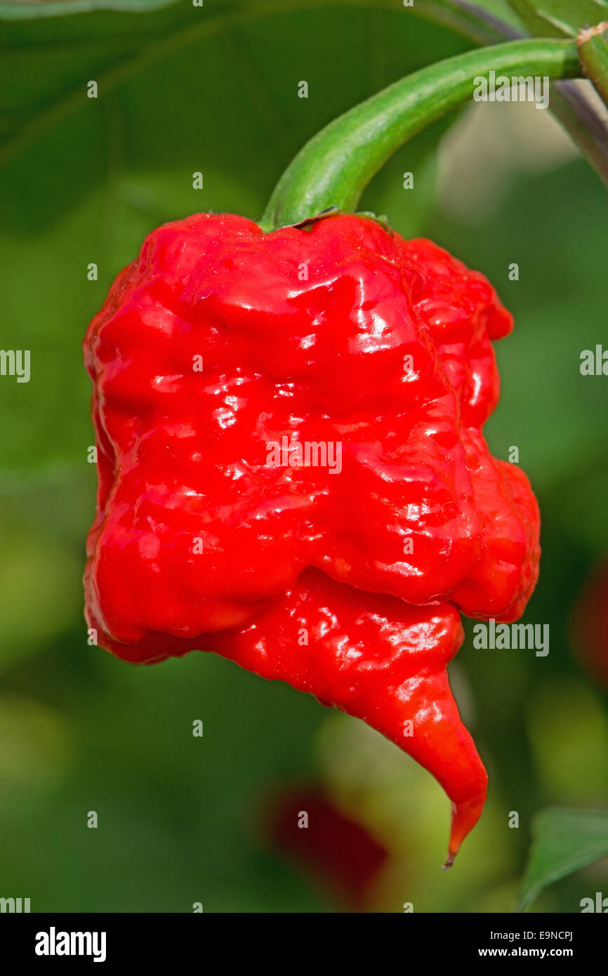 Il Carolina Reaper (Capsicum chinense), attualmente il mondo più calde di chili (2015). Foto Stock