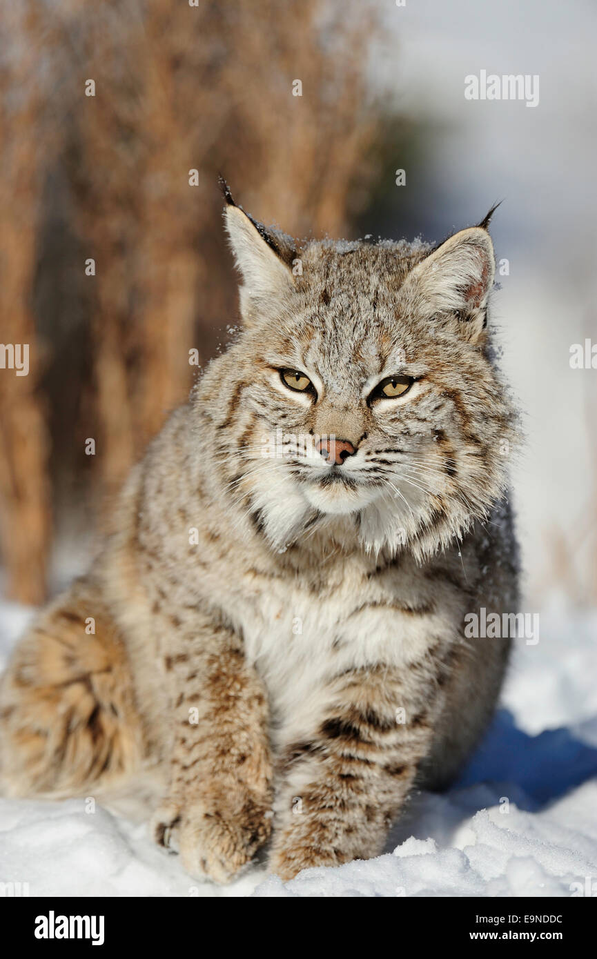 Bobcat (Lynx rufus)- captive, habitat invernale, Bozeman, Montana, USA Foto Stock