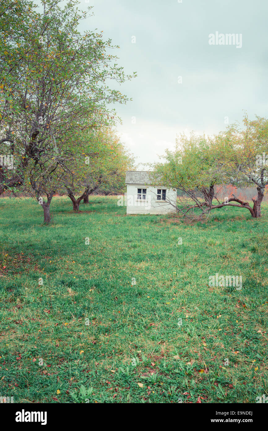 Una Nuova Inghilterra apple orchard e piccolo capannone coloniale in un villaggio dello scuotitore. Foto Stock