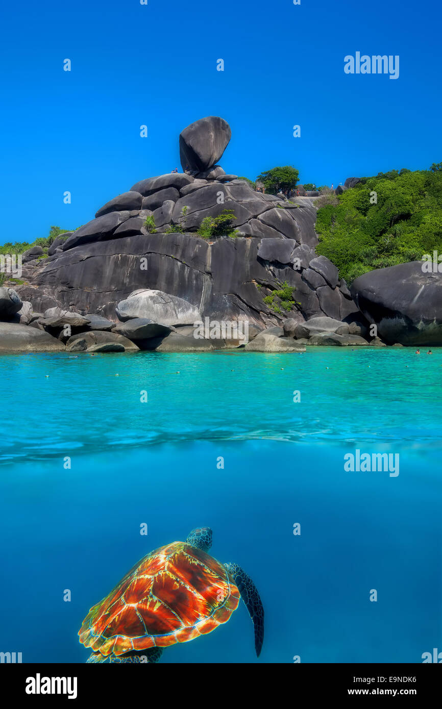 Tartaruga embricata a Isole Similan Foto Stock