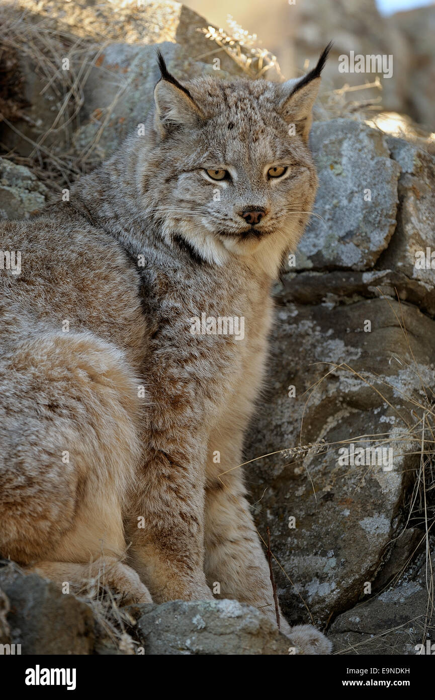 Canadian Lynx (Felis lynx) captive, Bozeman, Montana, USA Foto Stock