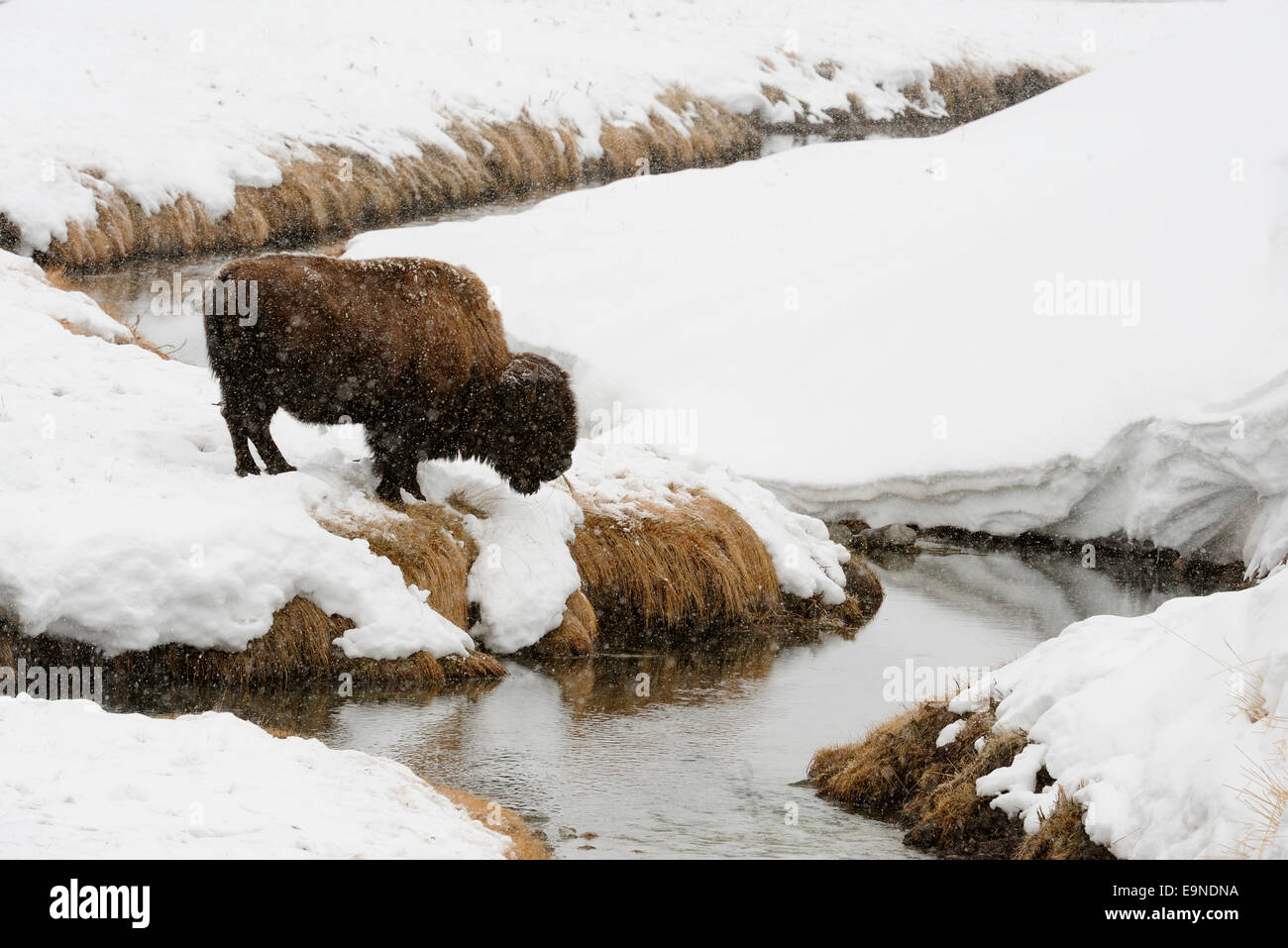 Bisonti americani alimentare nei pressi di Soda Butte Creek, il Parco Nazionale di Yellowstone, Wyoming. Foto Stock
