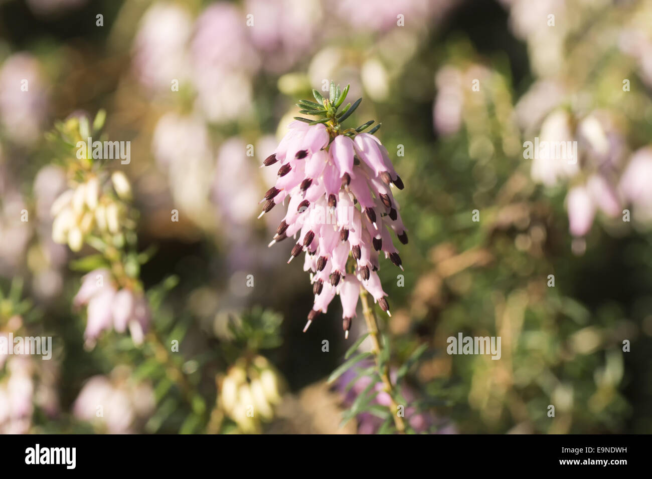 Rosa in fiore carnea erica Foto Stock