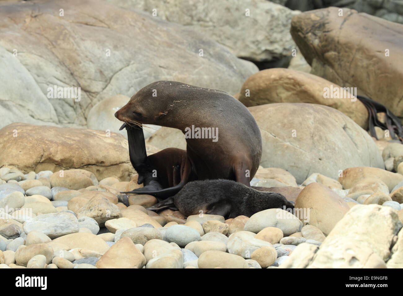 Nuova Zelanda Sea Lion Foto Stock