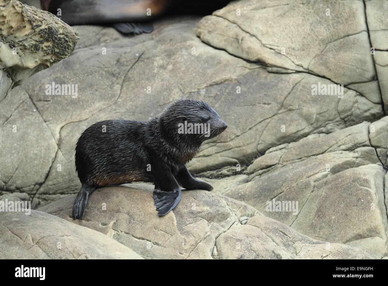 Nuova Zelanda Sea Lion Foto Stock