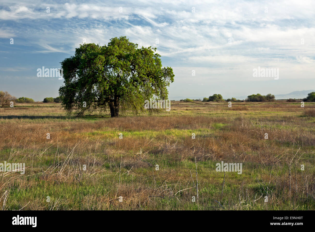 CALIFORNIA - albero di quercia nella grande valle praterie stato parco situato nella grande valle centrale lungo la valle di San Joaquin Foto Stock