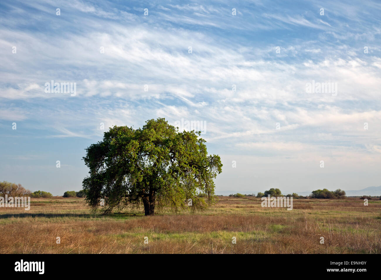 CALIFORNIA - albero di quercia nella grande valle praterie stato parco situato nella grande valle centrale lungo il San Joaquin River. Foto Stock