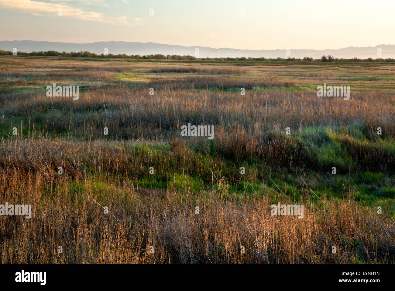 CALIFORNIA - Tramonto su prairie presso la grande valle praterie stato parco situato nella grande valle centrale. Foto Stock