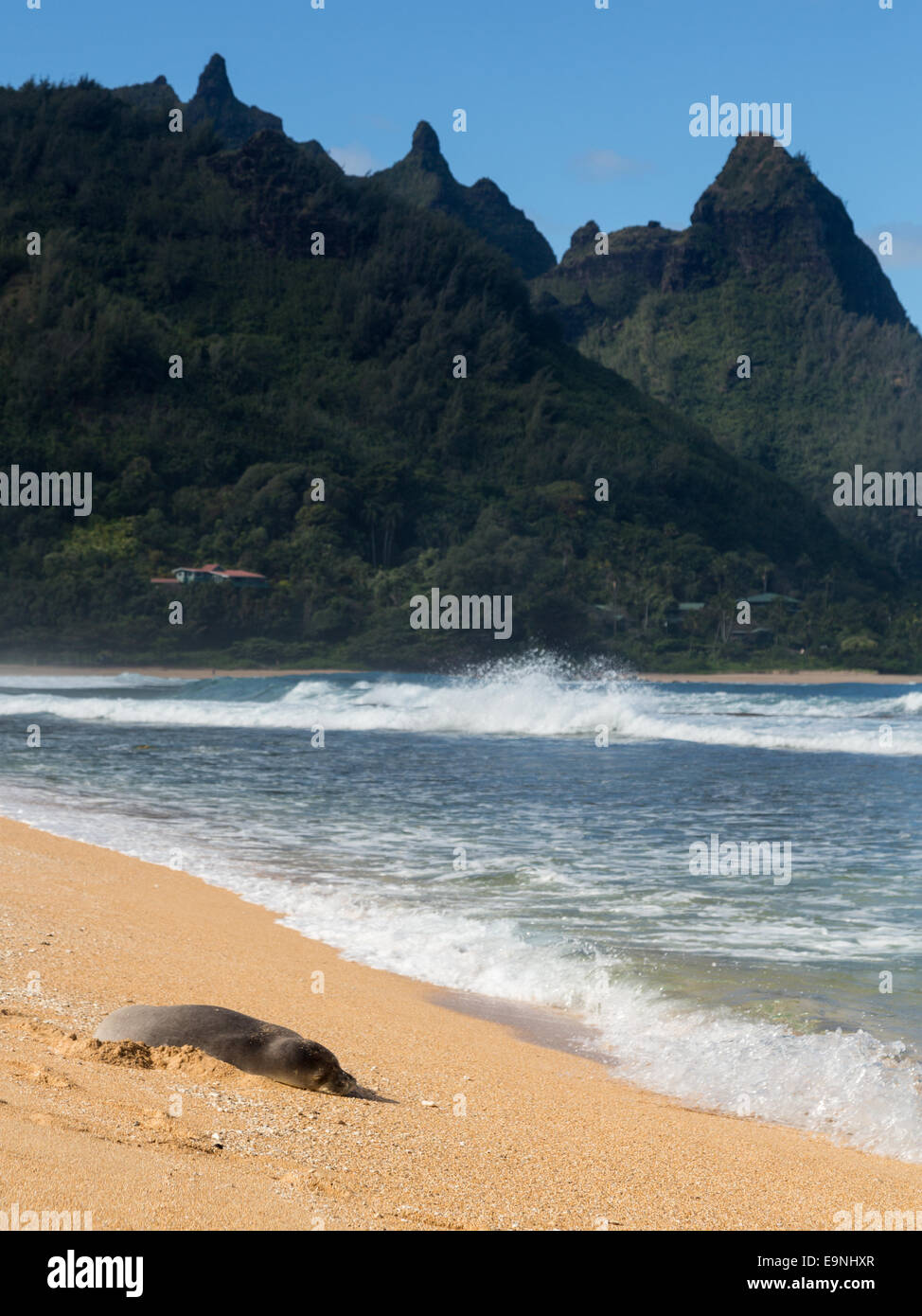 Foca monaca su gallerie spiaggia Kauai Foto Stock