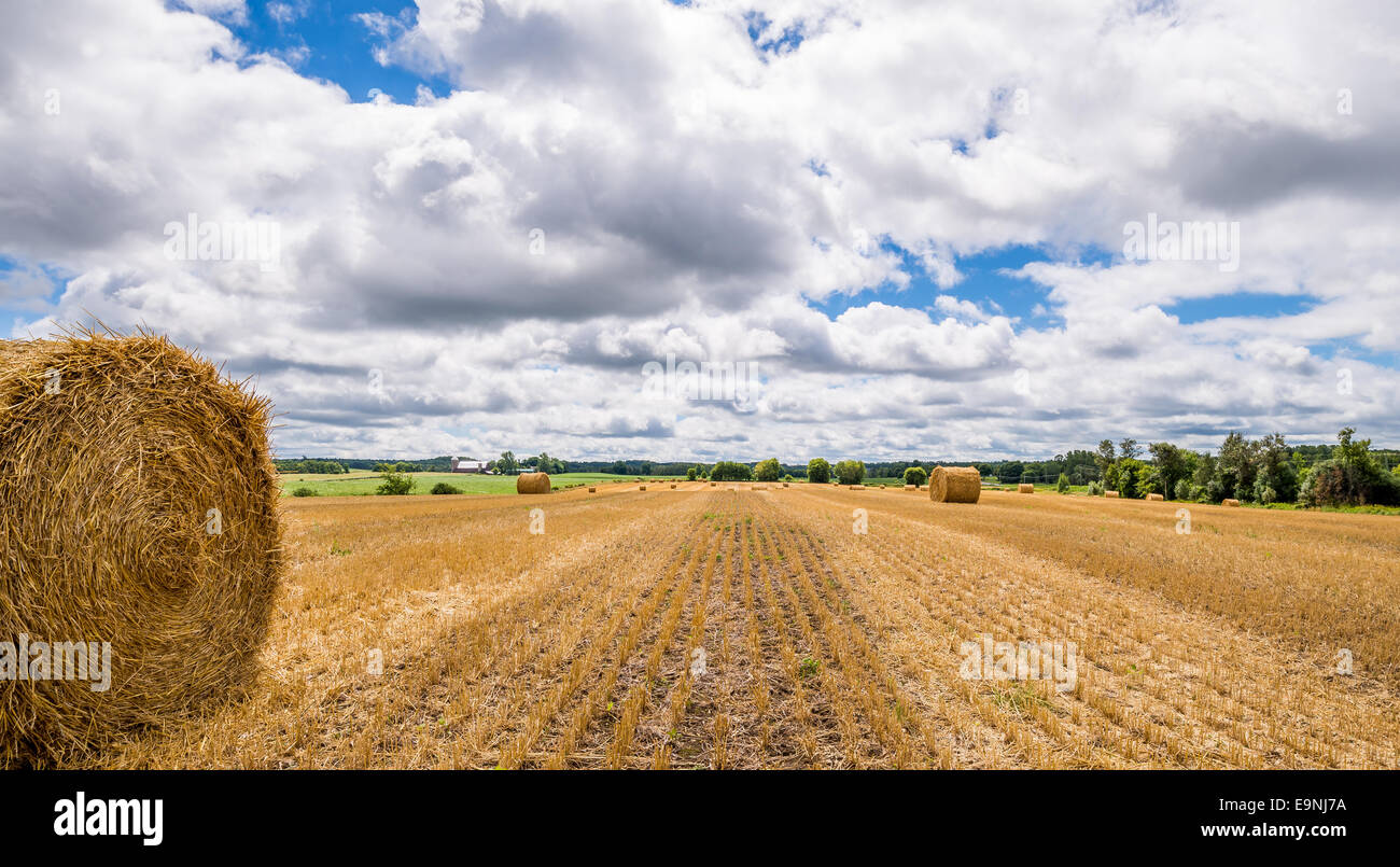 Le balle di fieno in un campo di Uxbridge Ontario in Canada. Foto Stock
