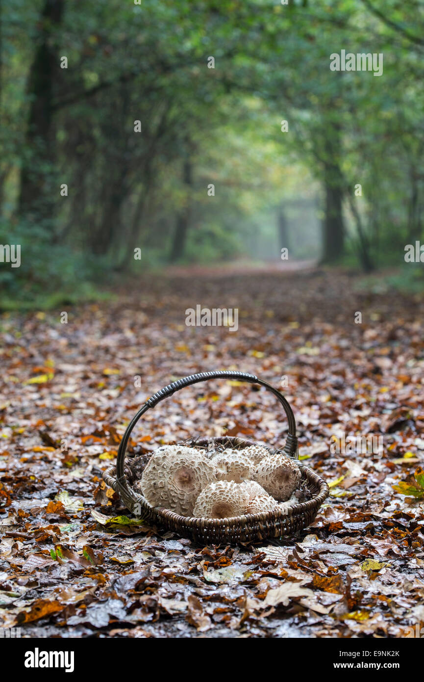 Macrolepiota procera. Cesto in Vimini pieno di foraged Parasol funghi in un bosco inglese Foto Stock