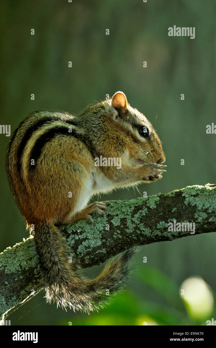 Scoiattolo striado orientale (Tamias striatus) Foraggio vicino alla riva del lago Kagawong , Isola Manitoulin- Kagawong, Ontario, Canada Foto Stock