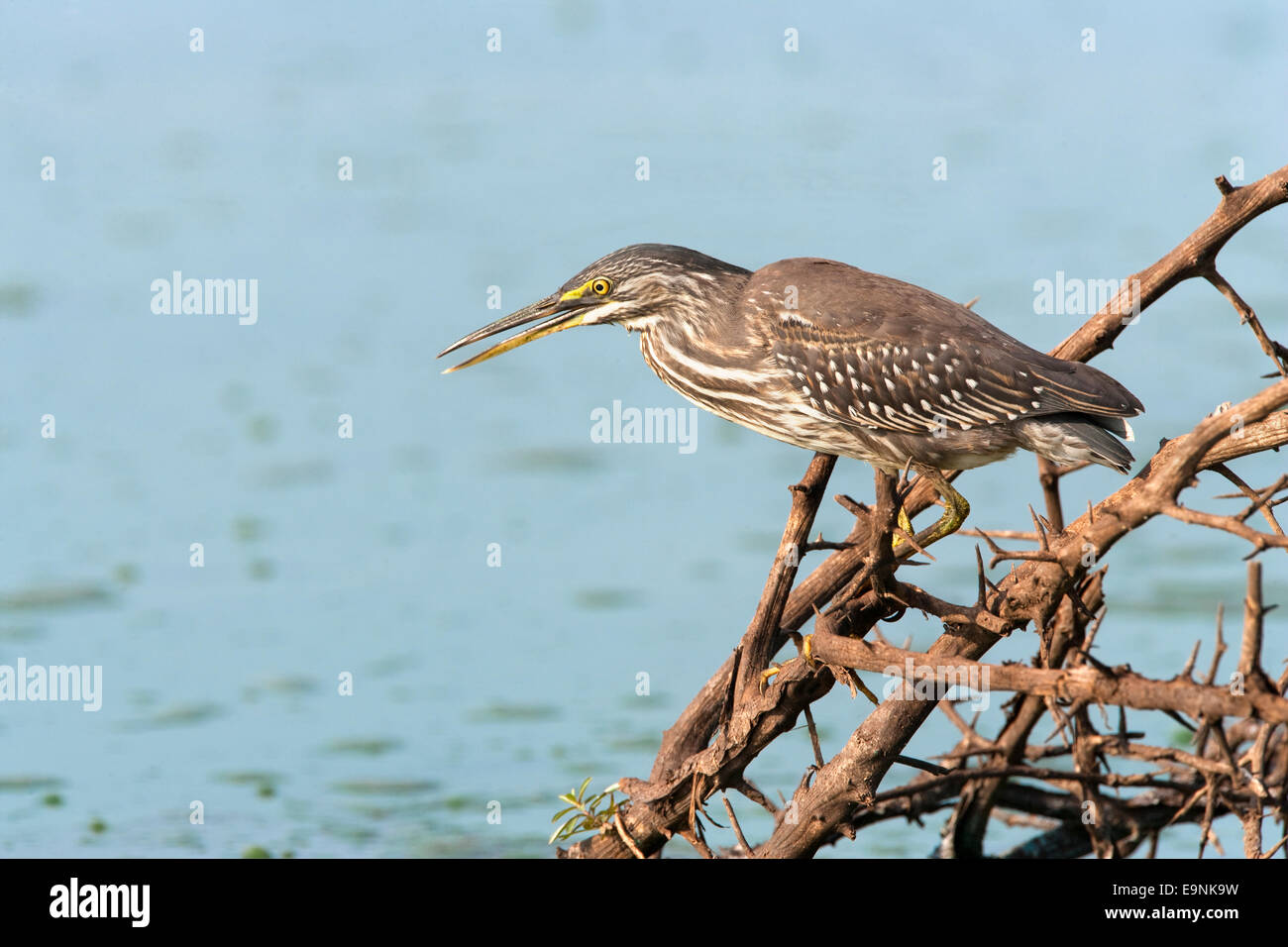 Greenbacked heron, Butorides striata, Kruger National Park, Sud Africa Foto Stock