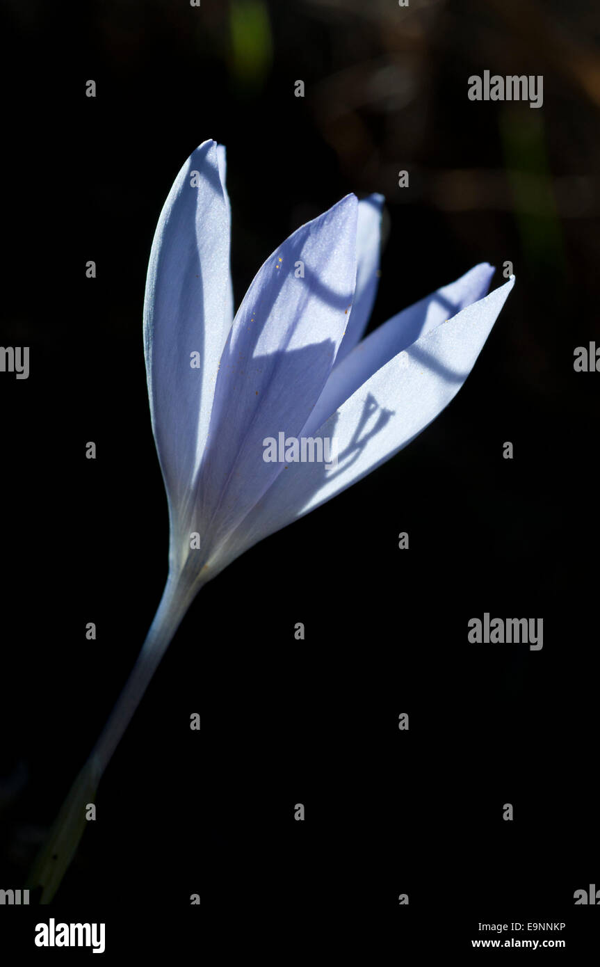 Un singolo retro-illuminato fiore di una fioritura autunnale crocus contro uno sfondo scuro Foto Stock