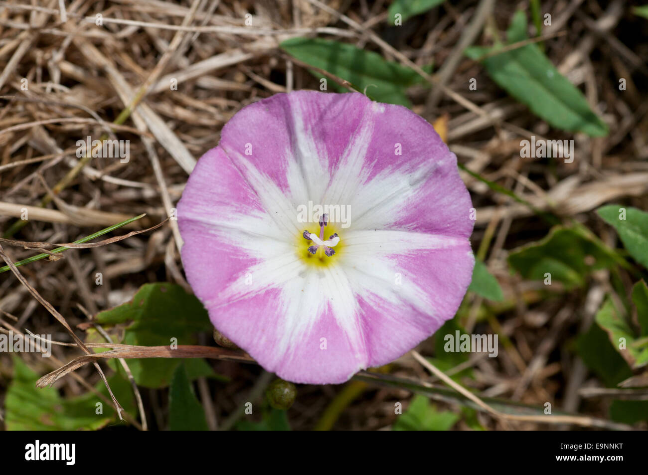 Un molto rosa Campo Fiore Centinodia presi su Box Hill, Surrey Foto Stock