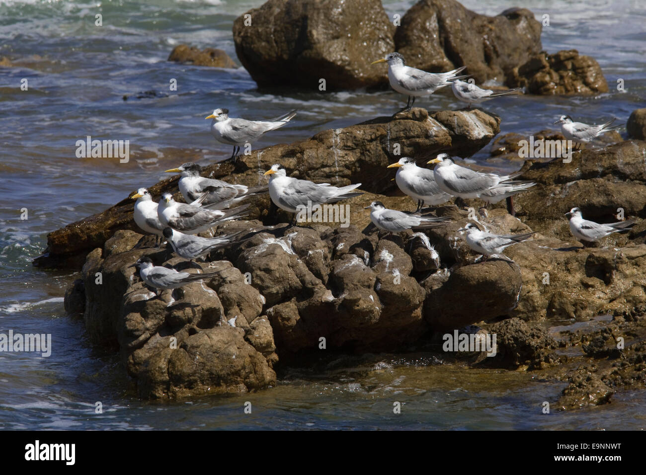 Swift sterne, Sterna bergii, Table Mountain National Park, Cape Peninsula, Sud Africa Foto Stock