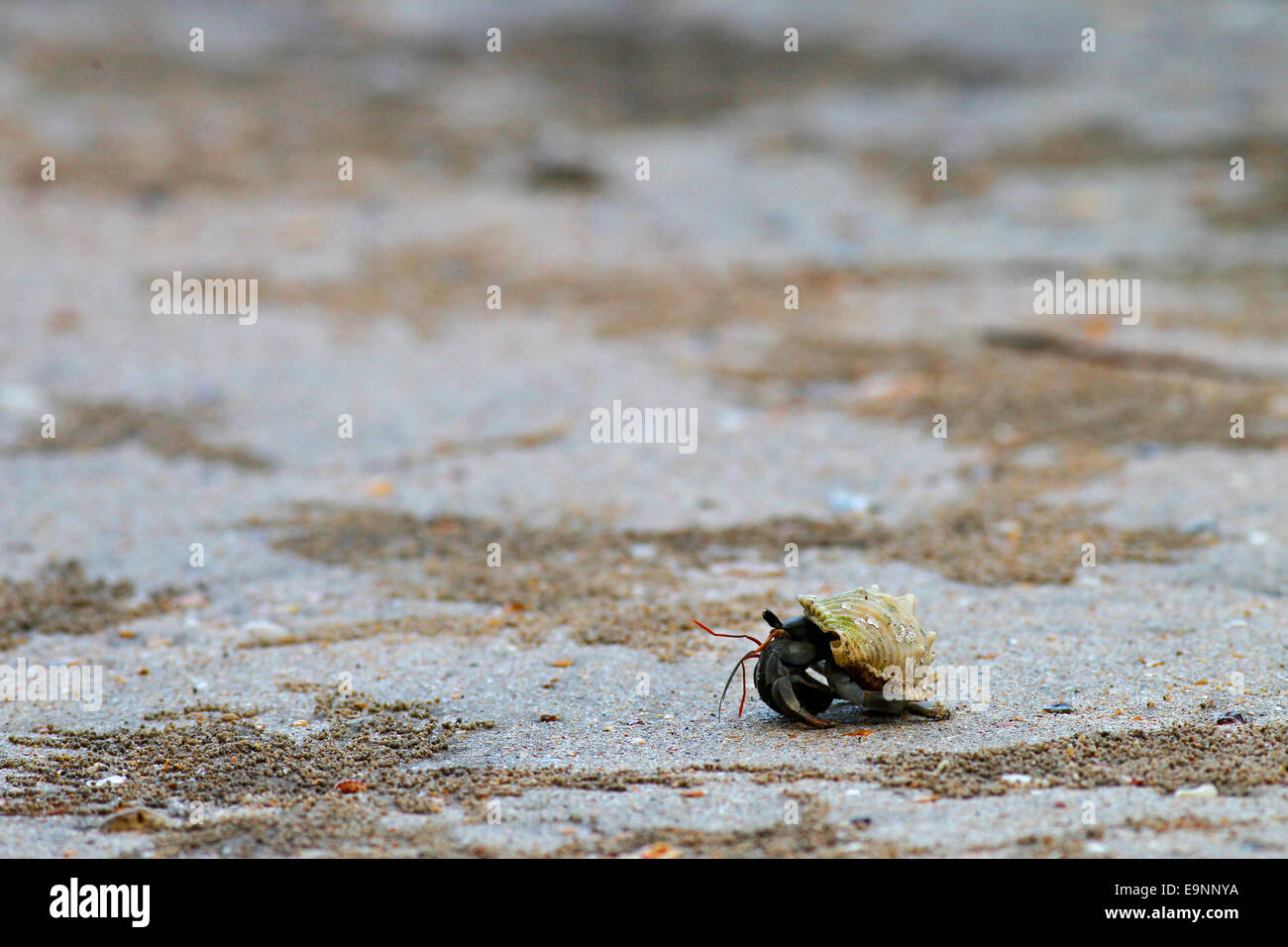 Il granchio eremita su Teluk Paku spiaggia a Bako National Park, Sarawak, Malaysia Foto Stock