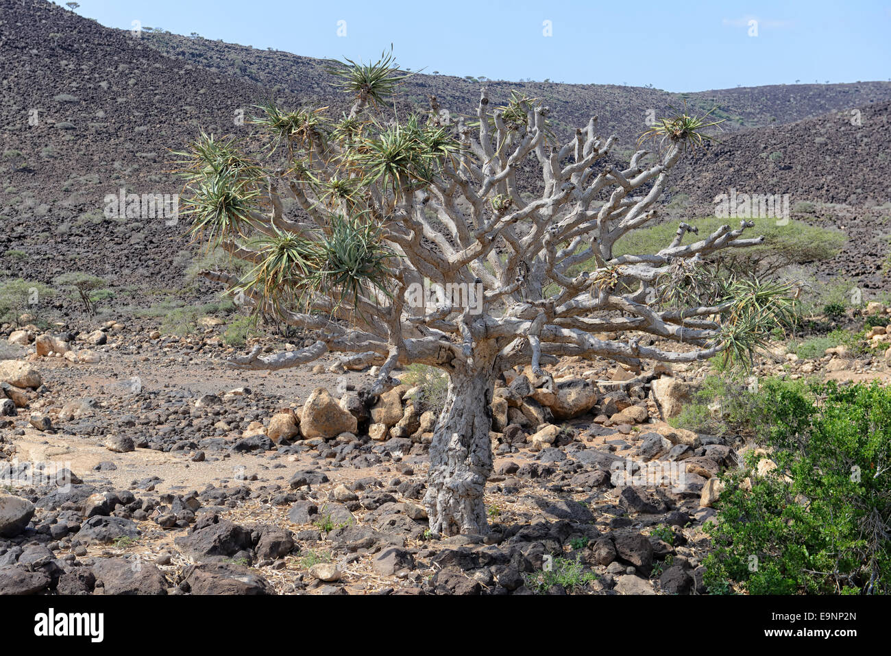 Dragon Tree vicino a Gibuti, Gibuti Foto Stock