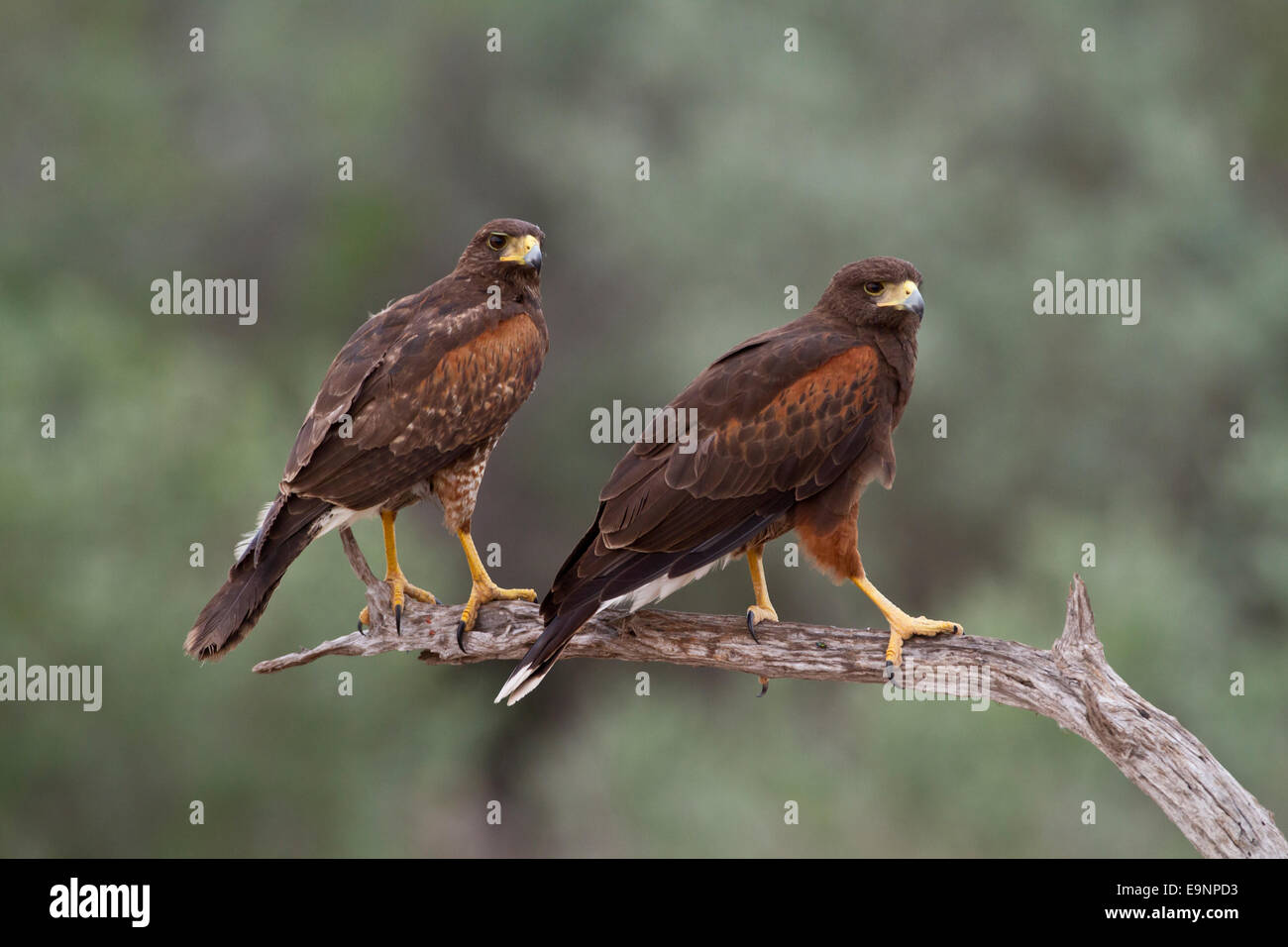 Harris hawk in Texas Foto Stock