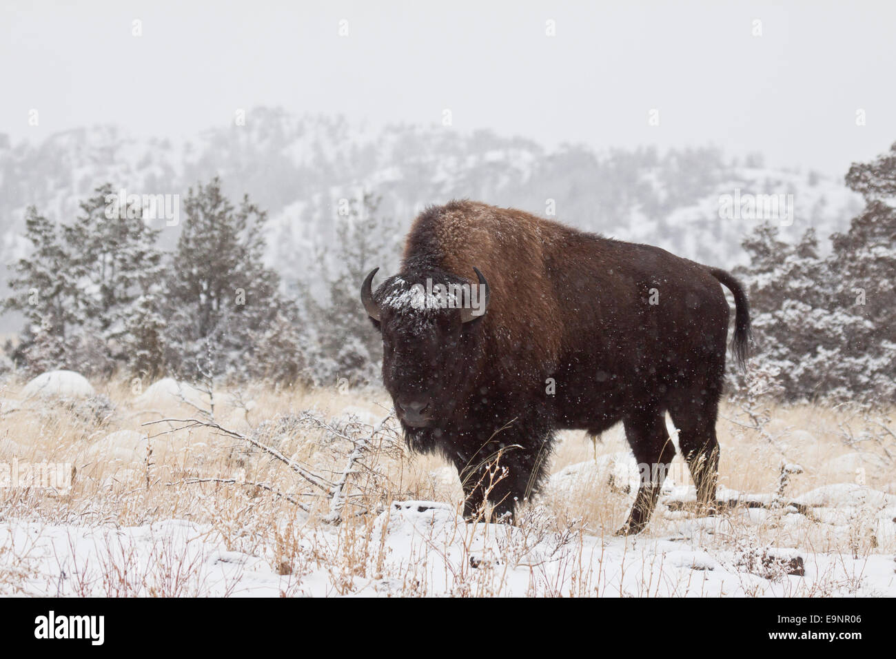 Bull bison durante il periodo invernale in Wyoming Foto Stock