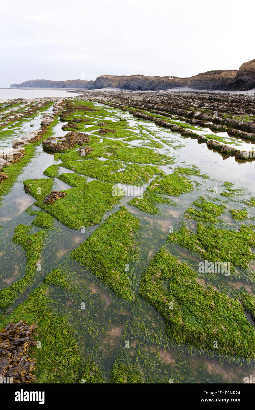 Geological strati di roccia a Kilve Beach, Somerset REGNO UNITO - parte di un grande sito di particolare interesse scientifico (SSSI) Foto Stock