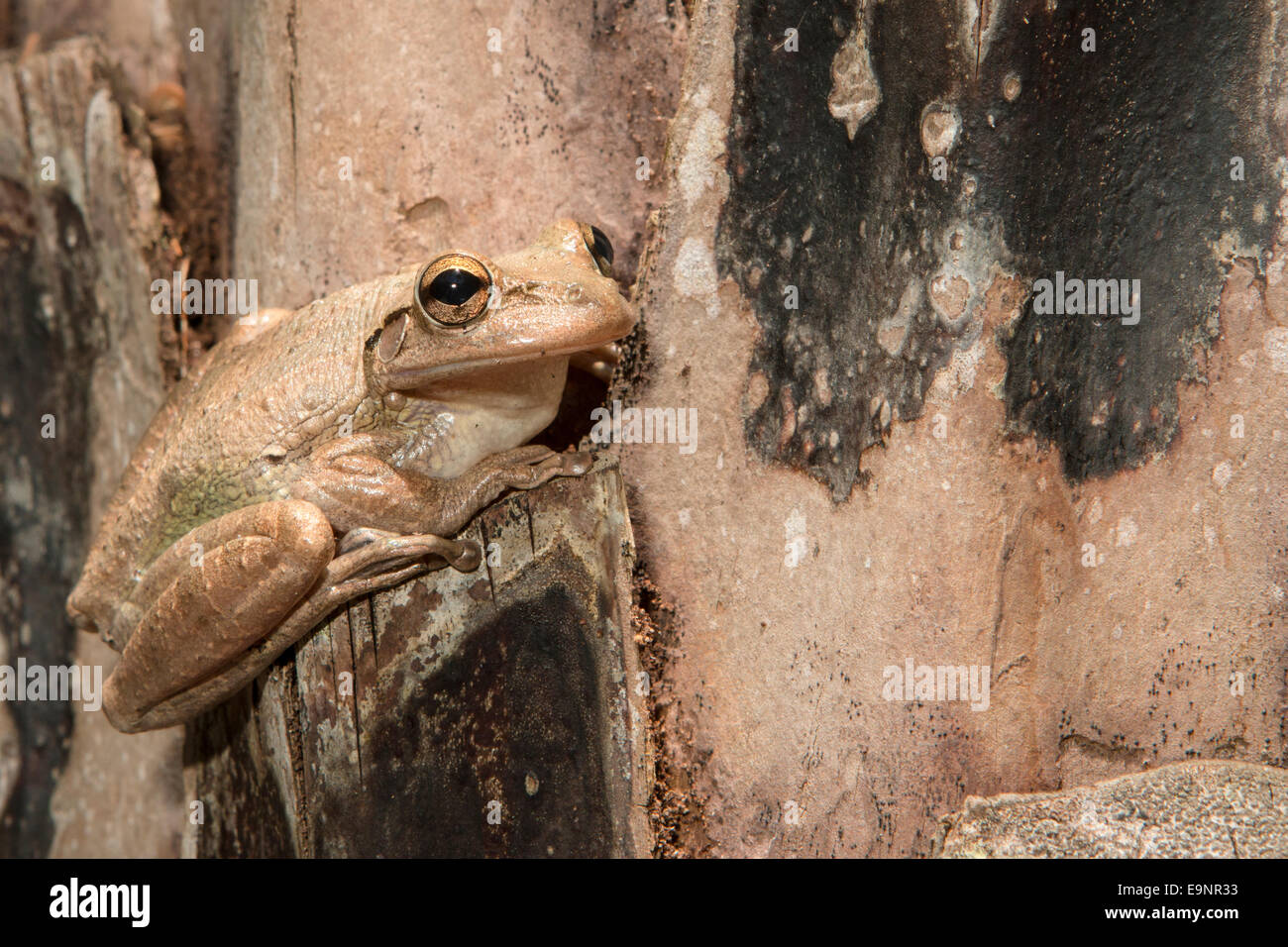 Treefrog cubano - Osteopilus septentrionalis Foto Stock