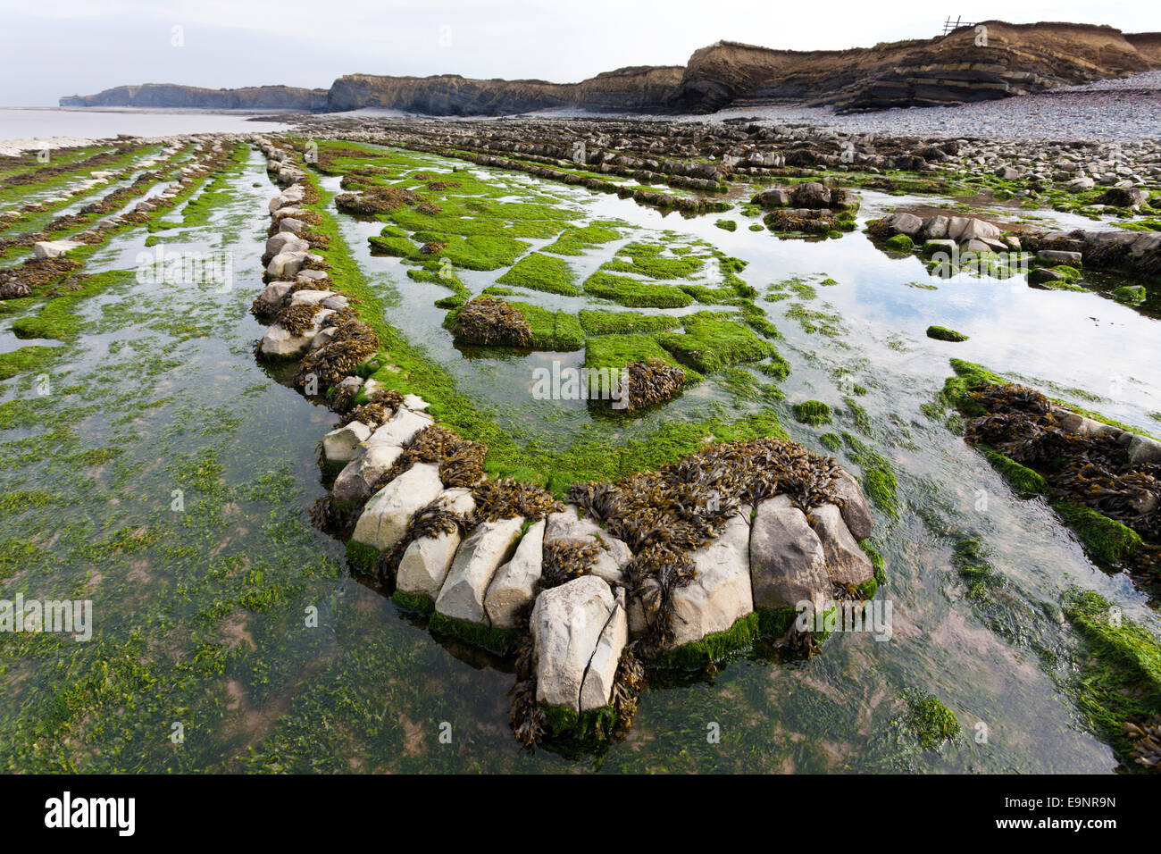 Geological strati di roccia a Kilve Beach, Somerset REGNO UNITO - parte di un grande sito di particolare interesse scientifico (SSSI) Foto Stock