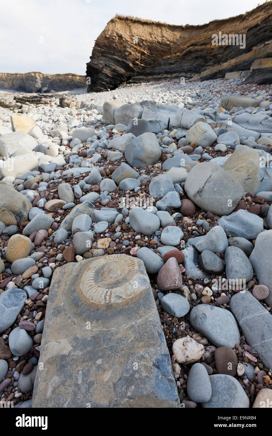 Geological strati di roccia e l'Ammonita fossile di Kilve Beach, Somerset REGNO UNITO - parte di un grande sito di particolare interesse scientifico Foto Stock