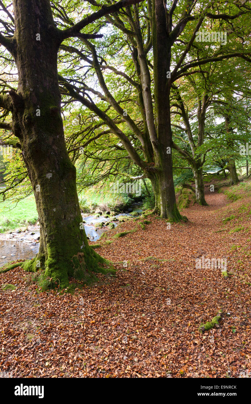 Parco Nazionale di Exmoor - colori autunnali a fianco di Osono acqua a ladri ponte in prossimità di Osono, Somerset REGNO UNITO Foto Stock