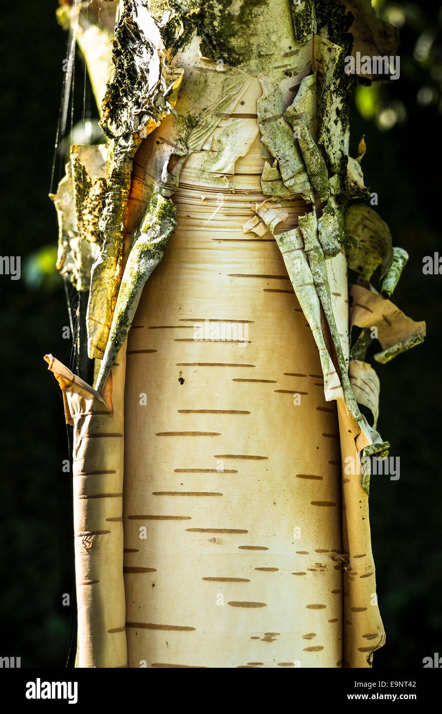 Peeling corteccia vecchia sul tronco di betula jacquemontii 'Silver Shadow' nel mese di ottobre Foto Stock