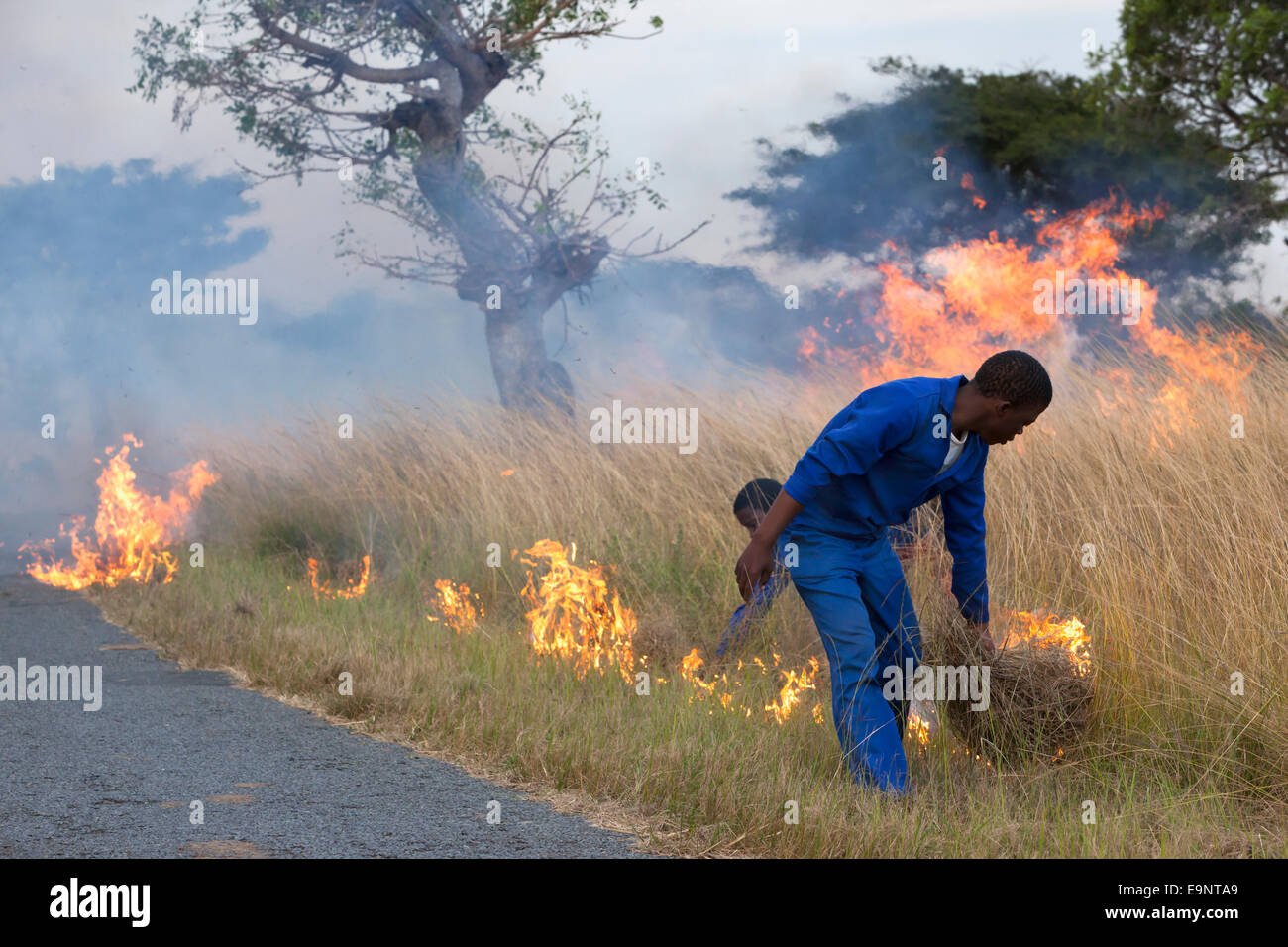 Bruciando controllato per creare parafuoco nella parte anteriore del fuoco selvaggio, iMfolozi Game Reserve, Kwazulu Natal, Sud Africa, Giugno 2012 Foto Stock